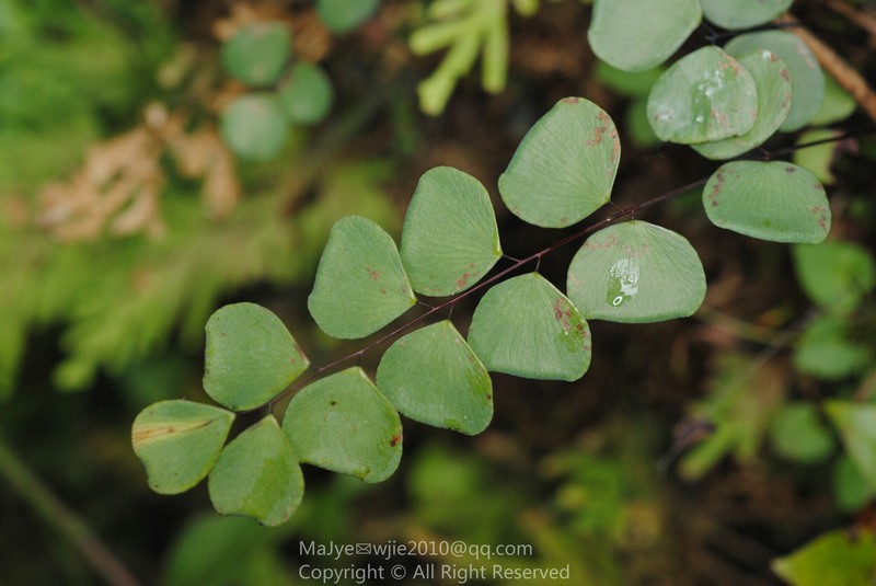 Adiantum chienii photo 3