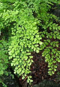 Adiantum chilense
