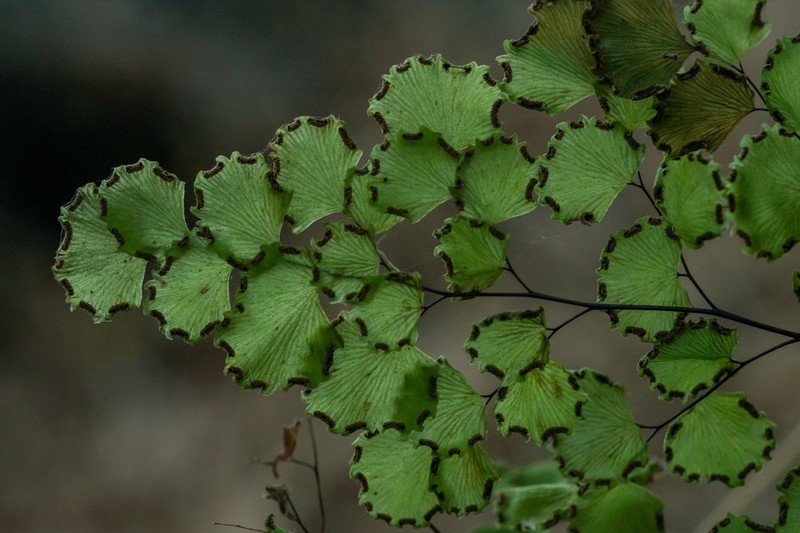 Adiantum chilense photo 2
