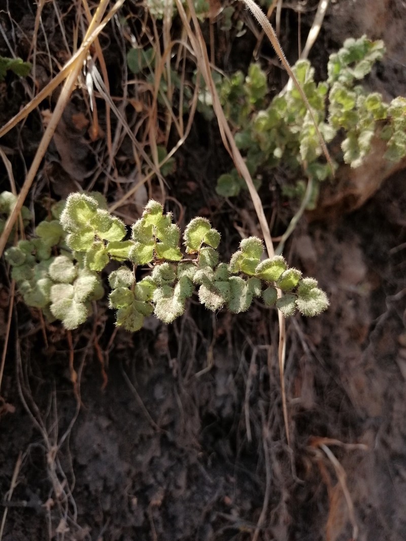 Adiantum chilense photo 3