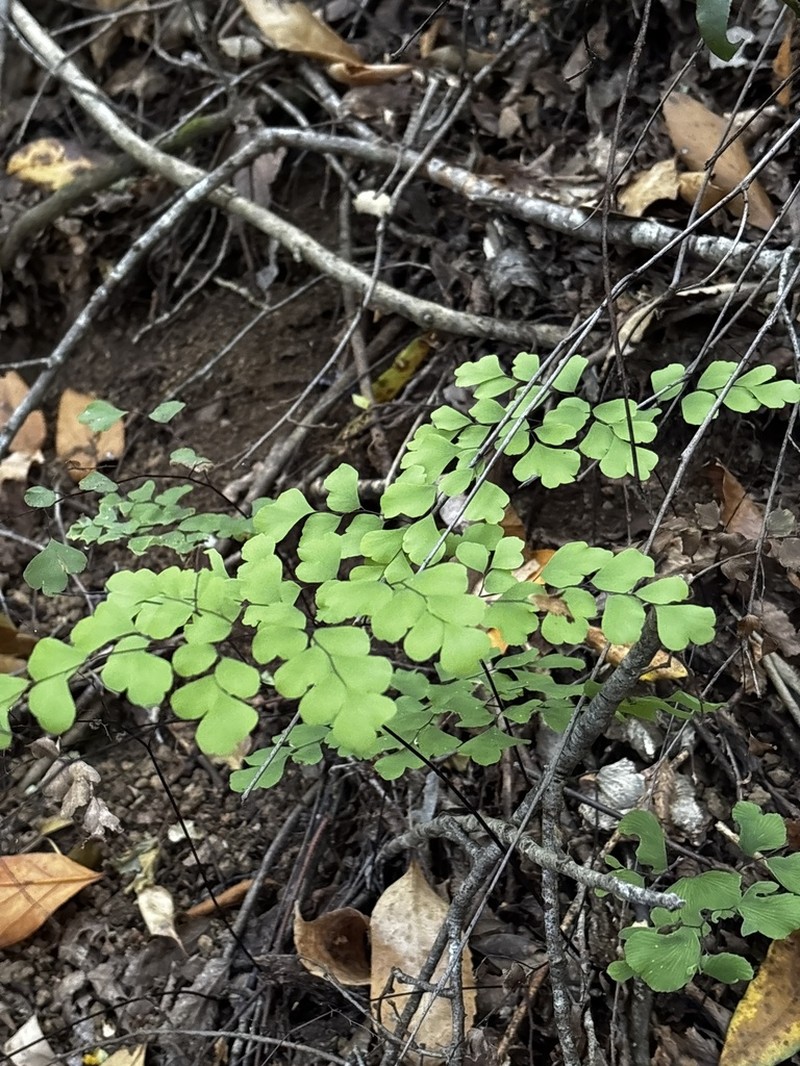 Adiantum chilense photo 4
