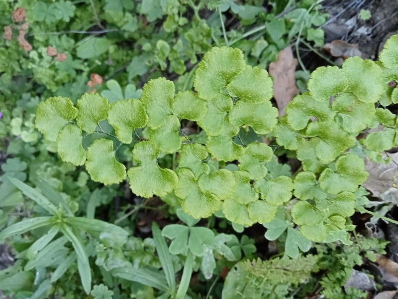 Adiantum chilense photo 5