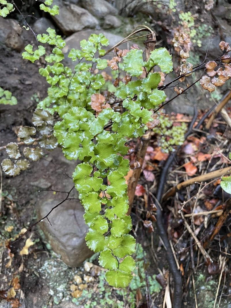 Adiantum chilense photo 6