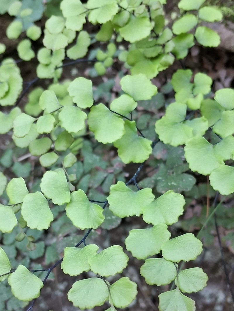 Adiantum chilense photo 7