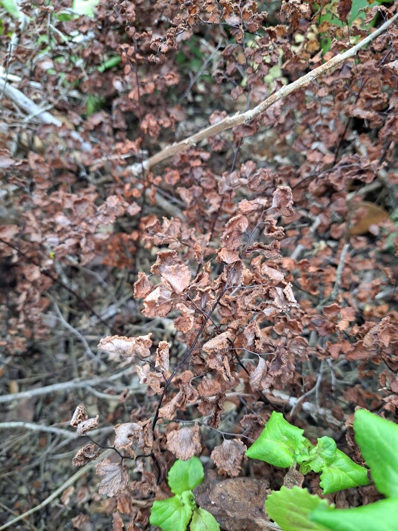 Adiantum chilense photo 8