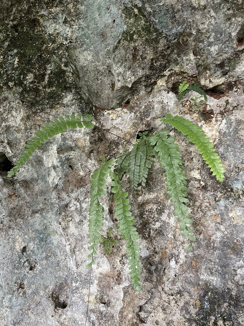 Adiantum ciliatum