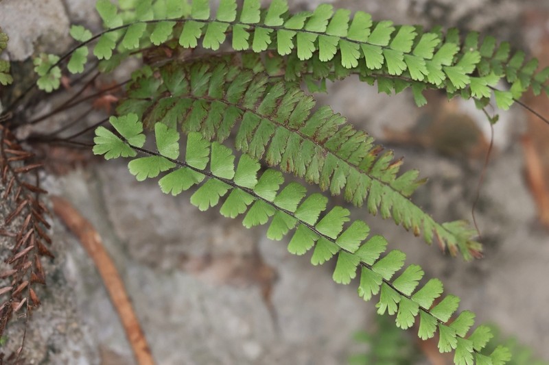 Adiantum ciliatum photo 2