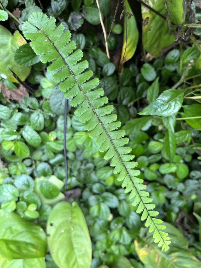 Adiantum ciliatum photo 3