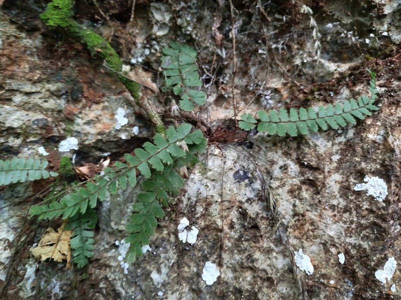 Adiantum ciliatum photo 4