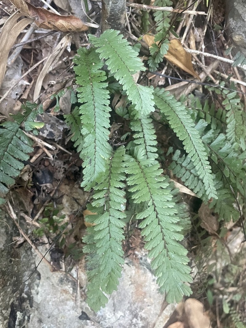 Adiantum ciliatum photo 5
