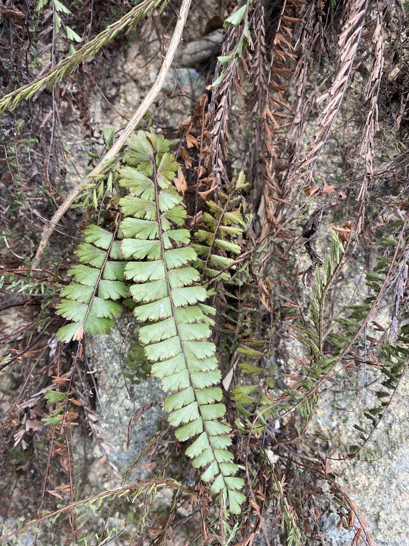 Adiantum ciliatum photo 6