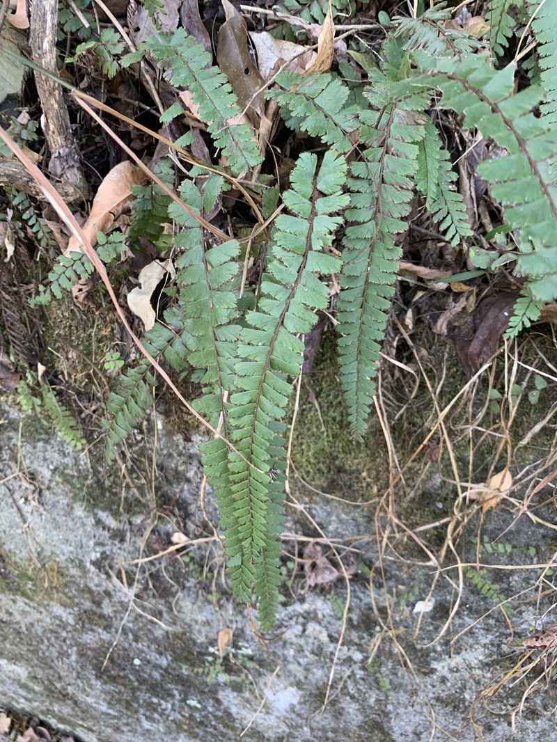 Adiantum ciliatum photo 7