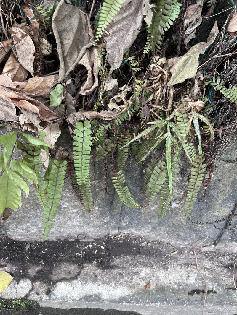 Adiantum ciliatum photo 8