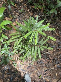 Adiantum cinnamomeum
