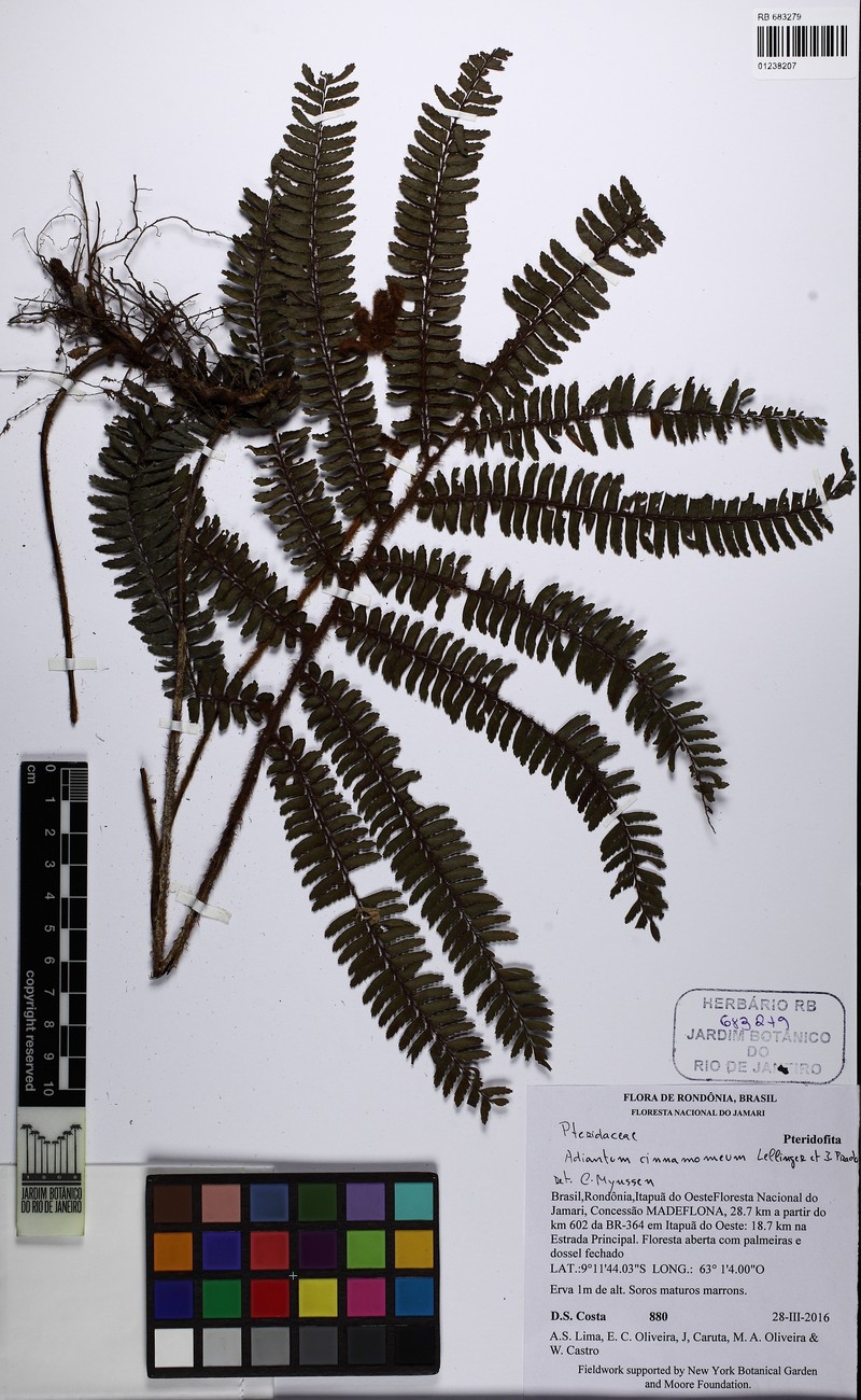 Adiantum cinnamomeum photo 2