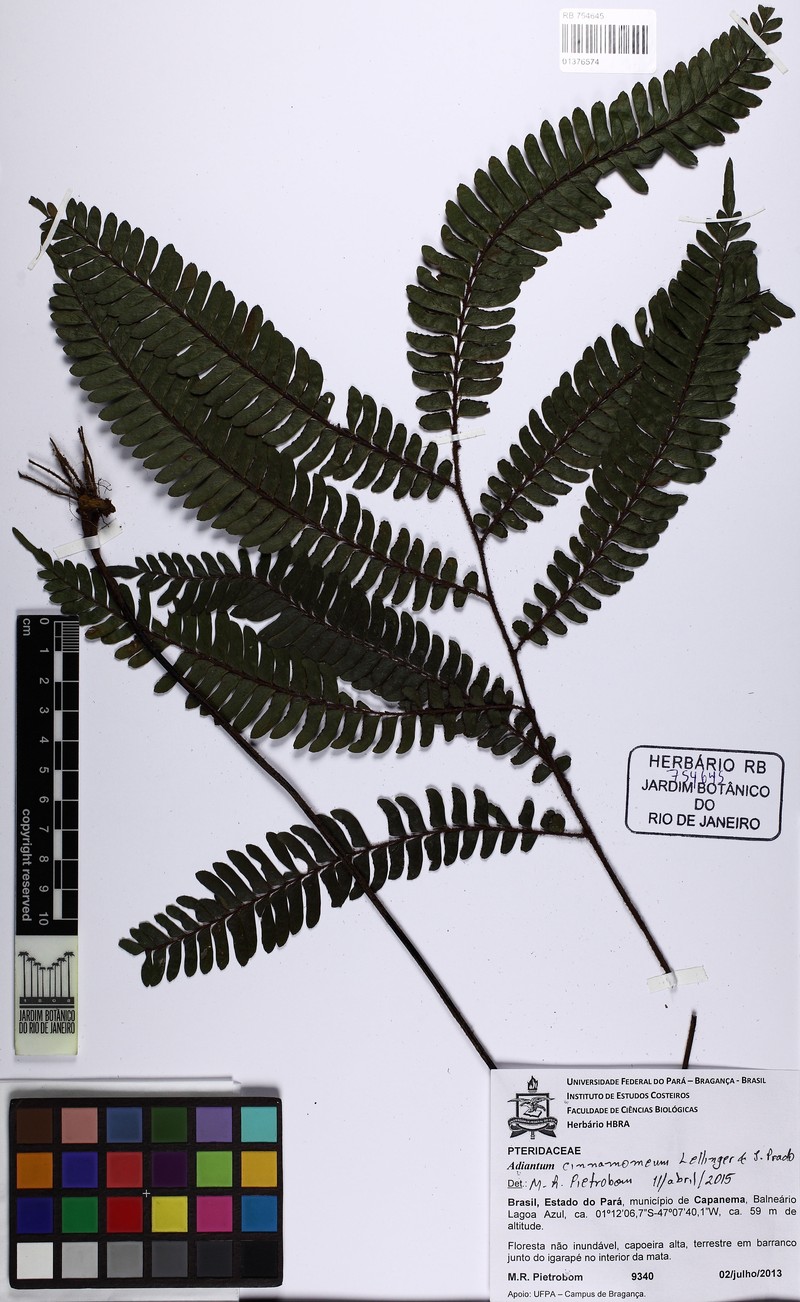 Adiantum cinnamomeum photo 3