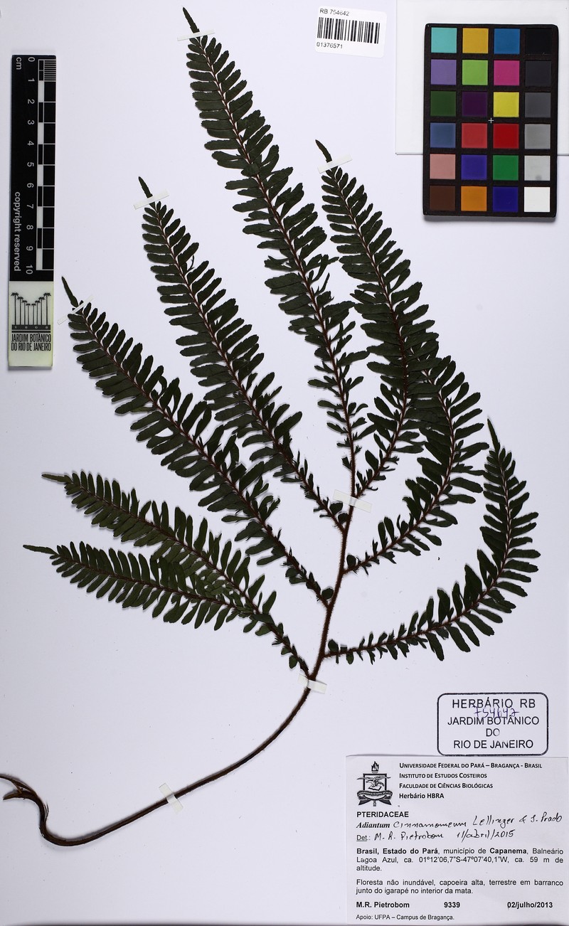 Adiantum cinnamomeum photo 4