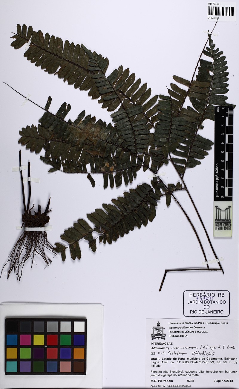 Adiantum cinnamomeum photo 5