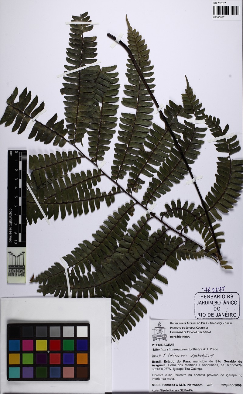 Adiantum cinnamomeum photo 6