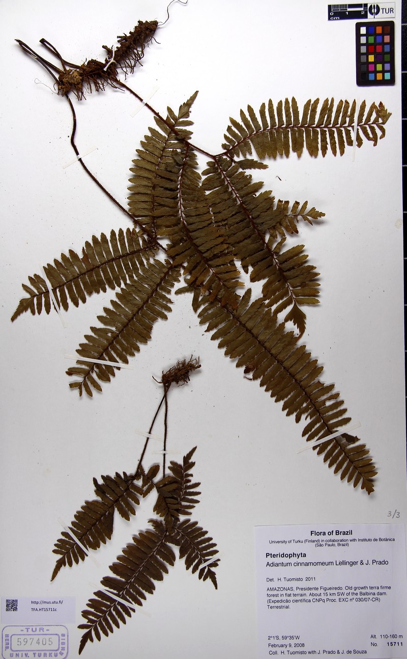 Adiantum cinnamomeum photo 7
