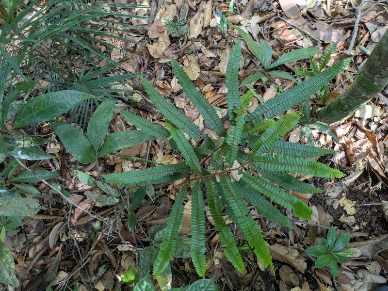 Adiantum cinnamomeum photo 8