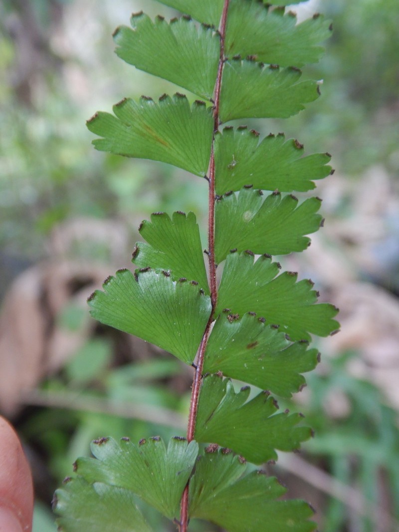 Adiantum comoroense photo 5