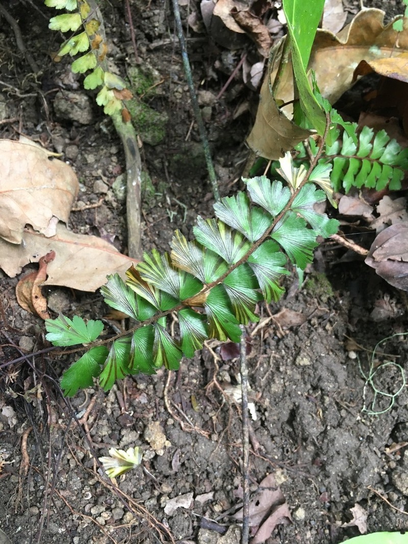 Adiantum comoroense