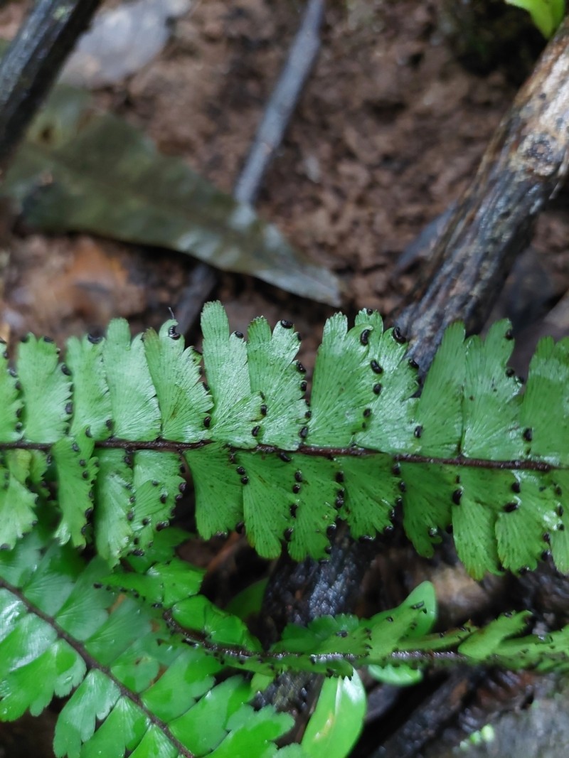 Adiantum comoroense photo 2