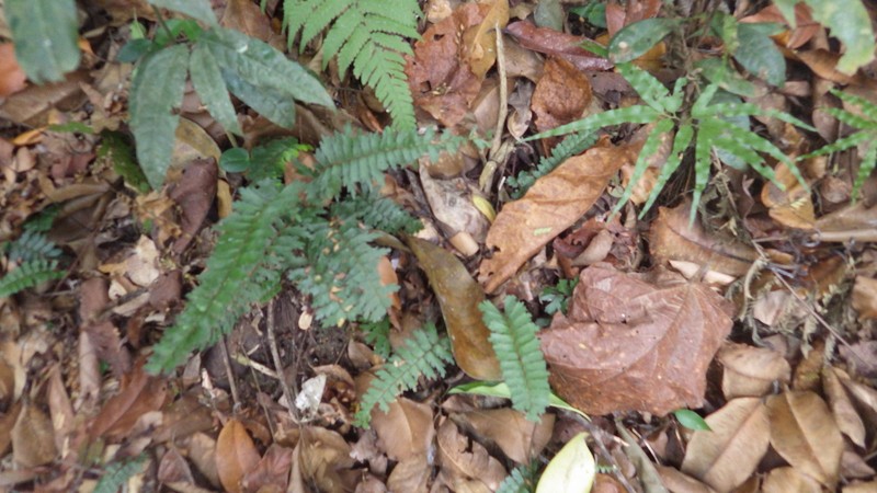 Adiantum comoroense photo 4