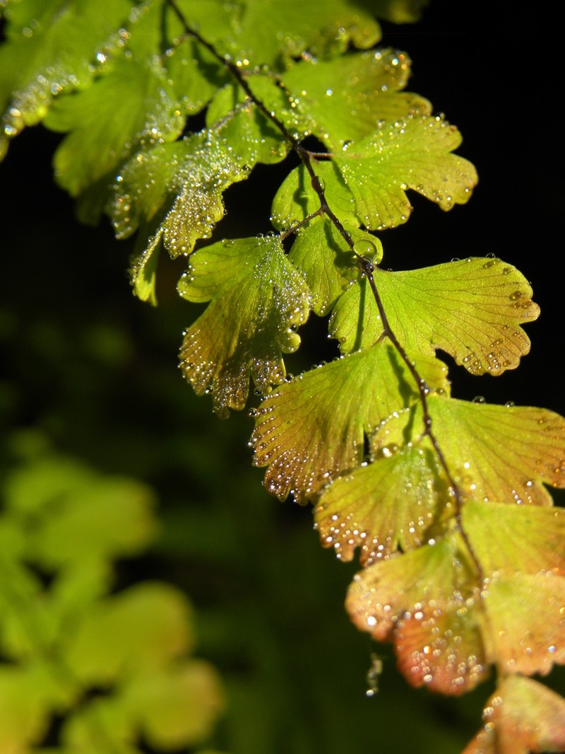 Polished Maidenhair photo 2