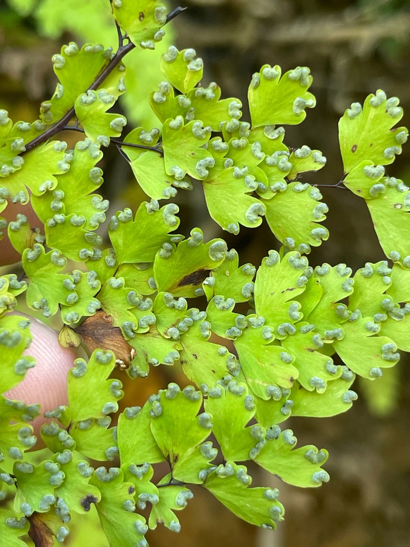 Polished Maidenhair photo 3