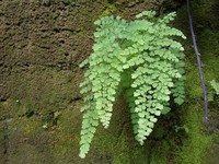 Polished Maidenhair