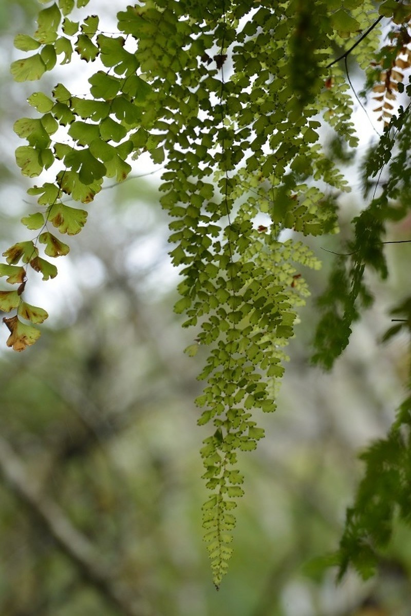 Polished Maidenhair photo 4