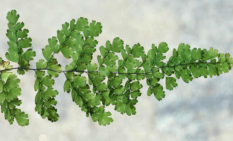 Polished Maidenhair photo 5
