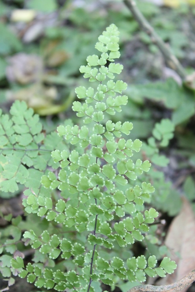 Polished Maidenhair photo 6