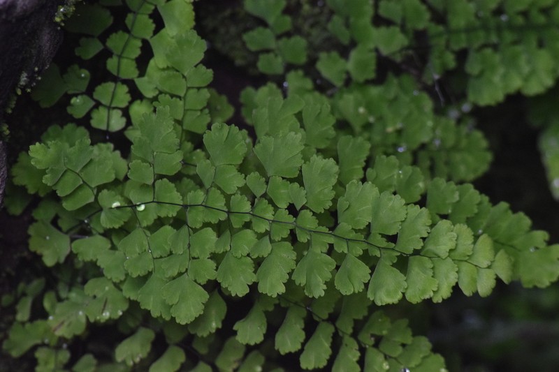 Polished Maidenhair photo 7