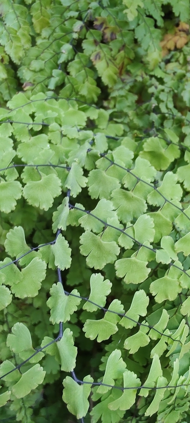 Polished Maidenhair photo 8