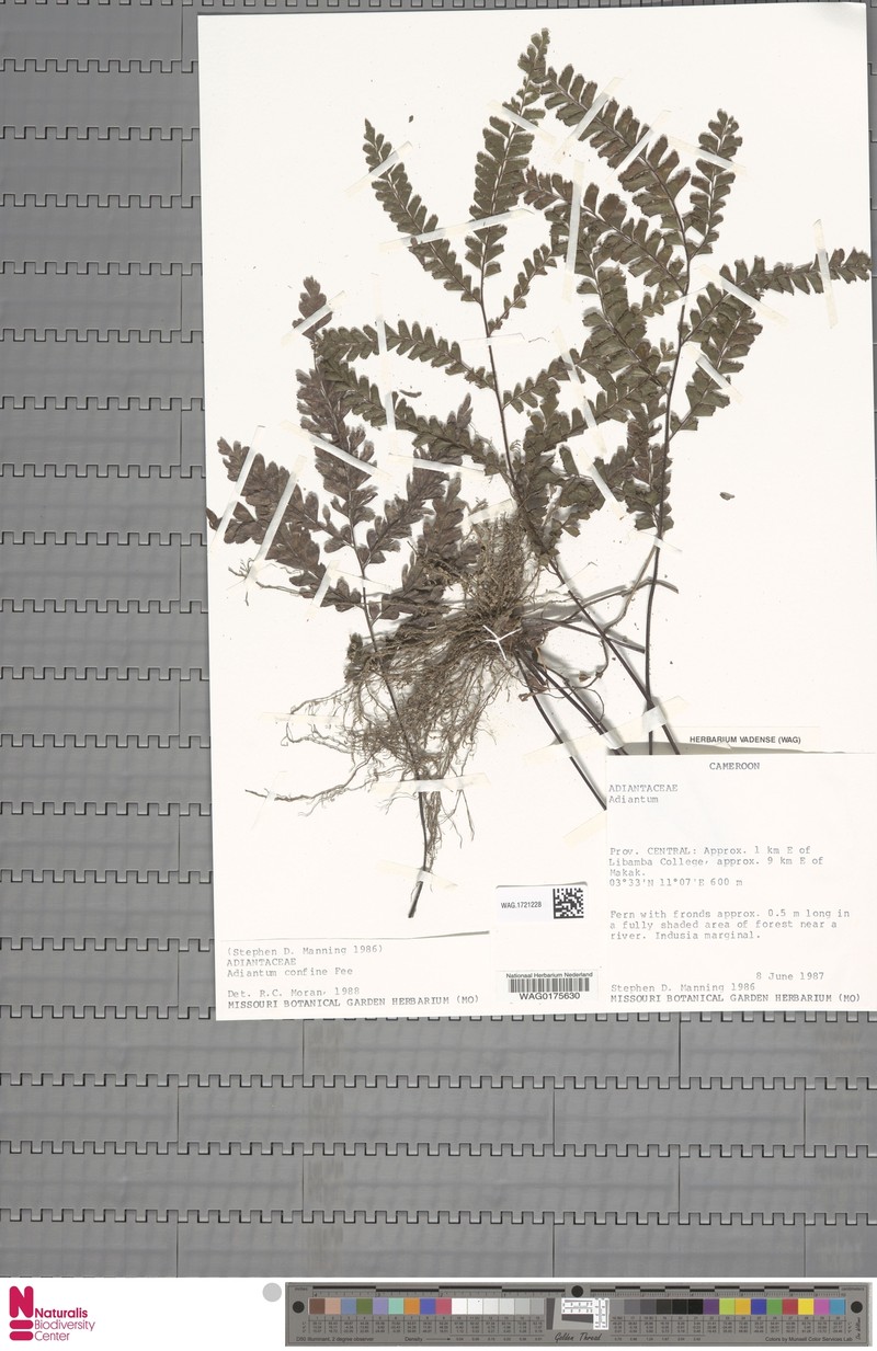 Adiantum confine