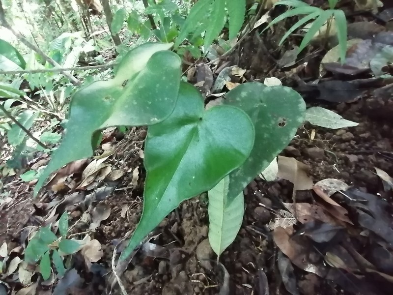 Adiantum cordatum photo 3