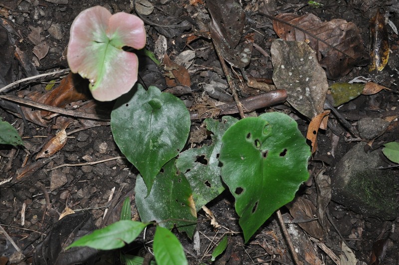 Adiantum cordatum photo 4