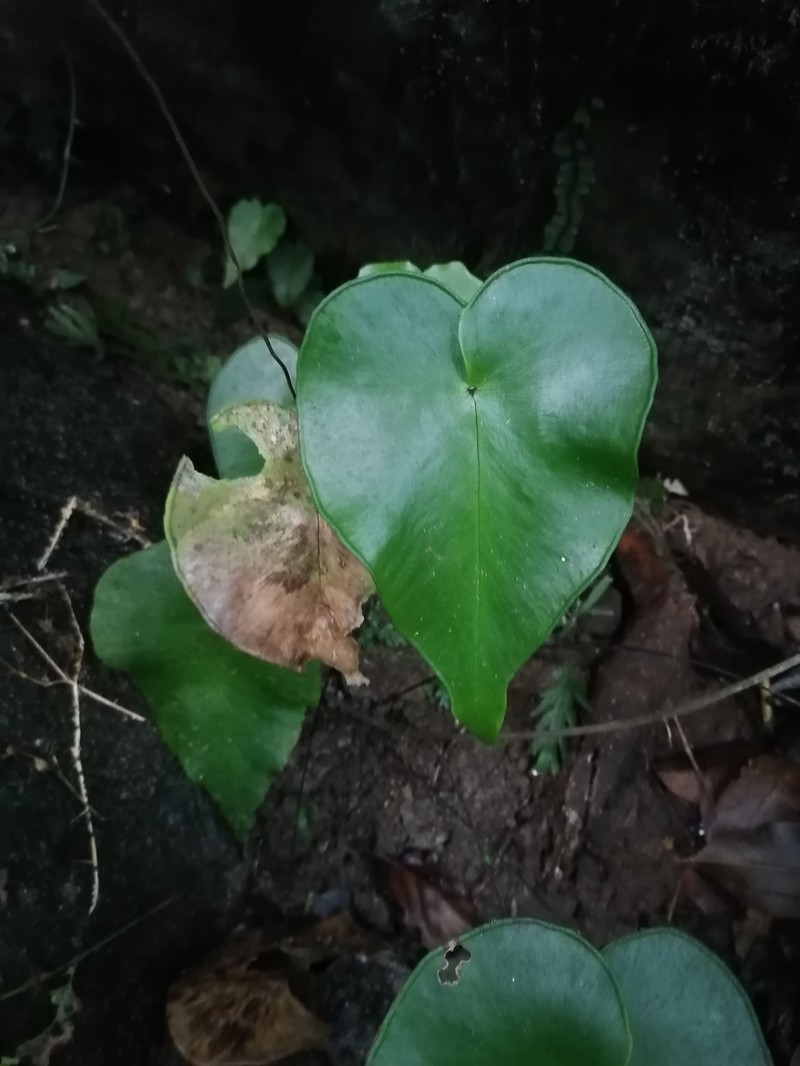 Adiantum cordatum photo 6