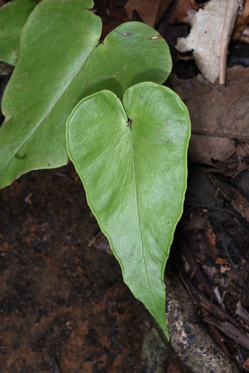 Adiantum cordatum photo 8