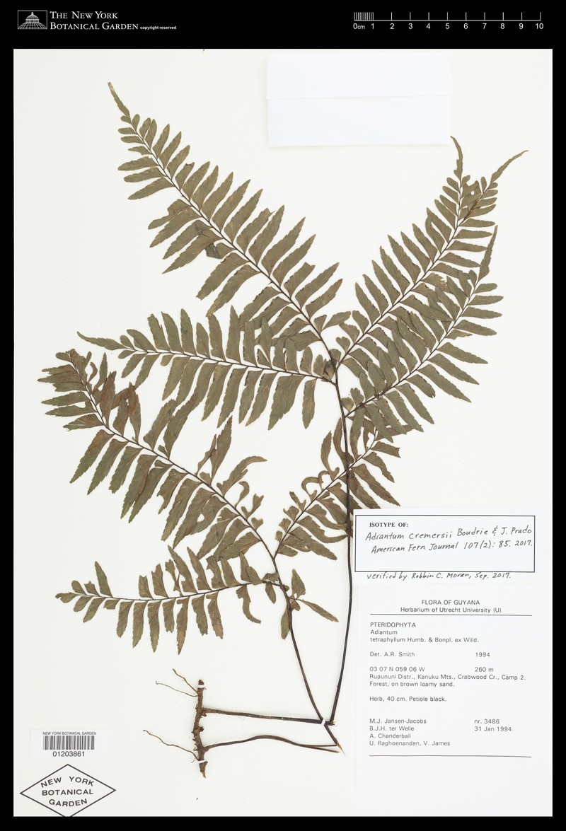 Adiantum cremersii