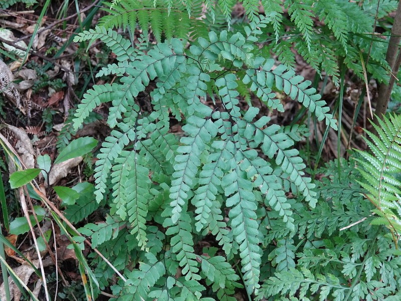 Adiantum cunninghamii photo 2