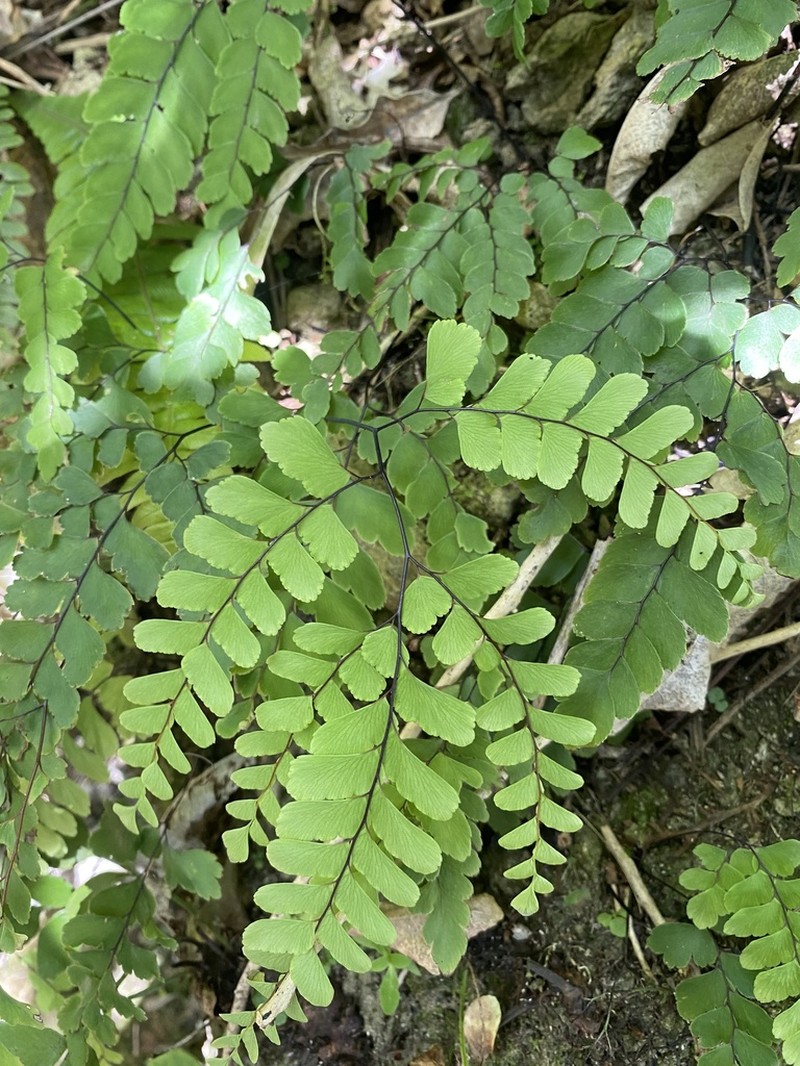 Adiantum cunninghamii photo 3