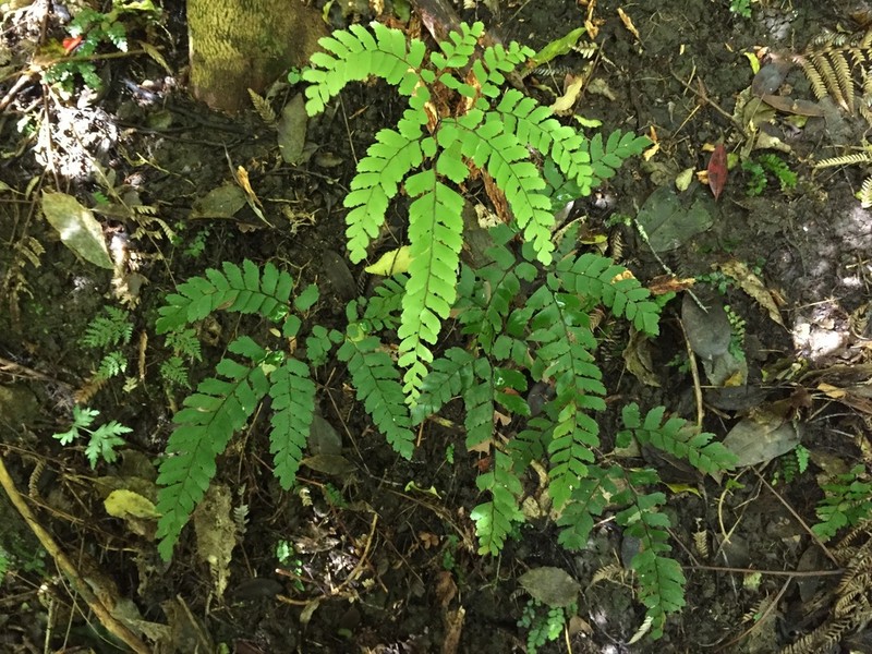 Adiantum cunninghamii photo 4