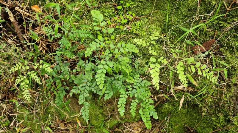 Adiantum cunninghamii photo 5