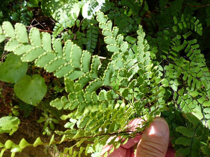 Adiantum cunninghamii photo 6