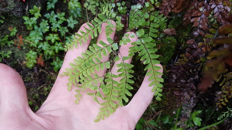 Adiantum cunninghamii photo 7