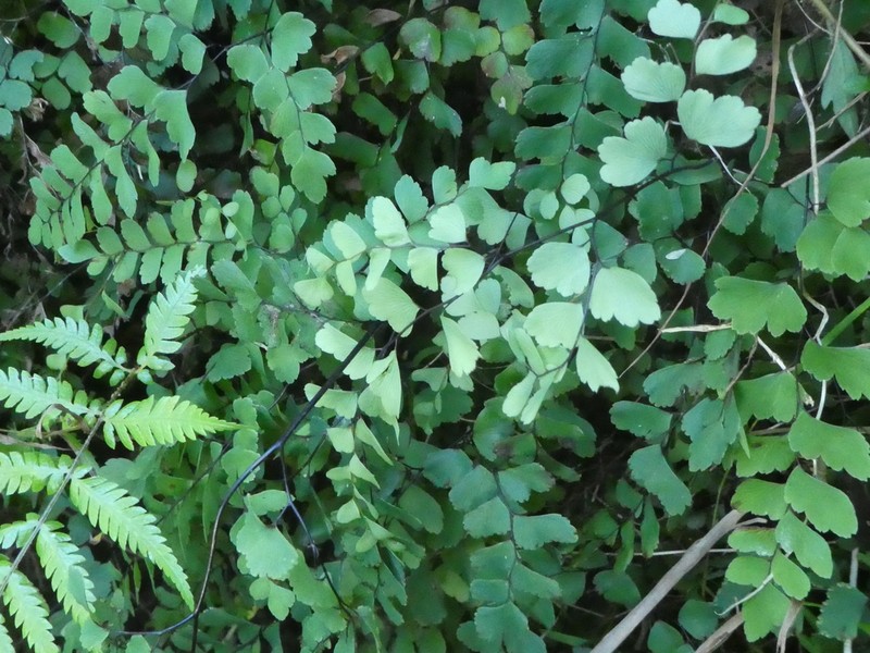 Adiantum cunninghamii photo 8